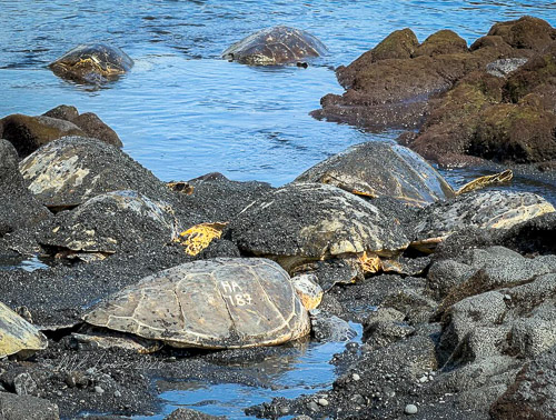Hawaiian Green Sea Turtles