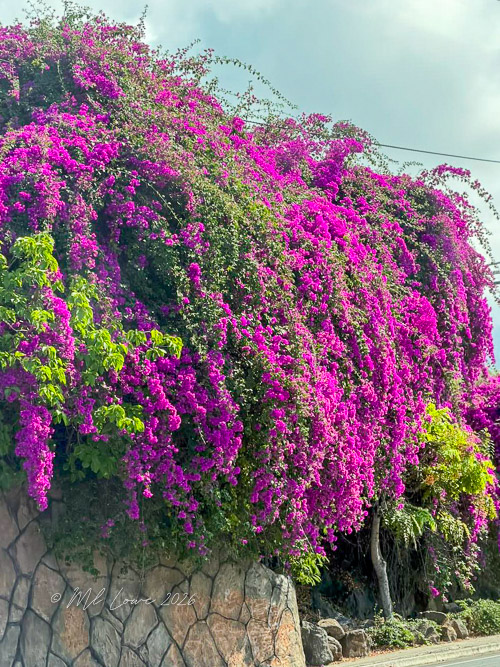 bougainvillea