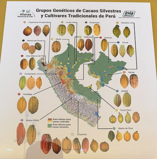 A visually informative chart displaying the genetic groups of wild cacao and traditional cultivars of Peru, featuring a map of Peru with locations and images of various cacao pods.
