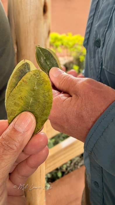 One hand holding several green leaves while another hand is reaching to take one, set against a blurred background of plants.