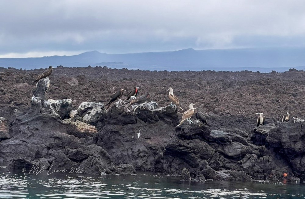 A group of seabirds perched on rocky lava formations near the water, with a cloudy sky in the background.