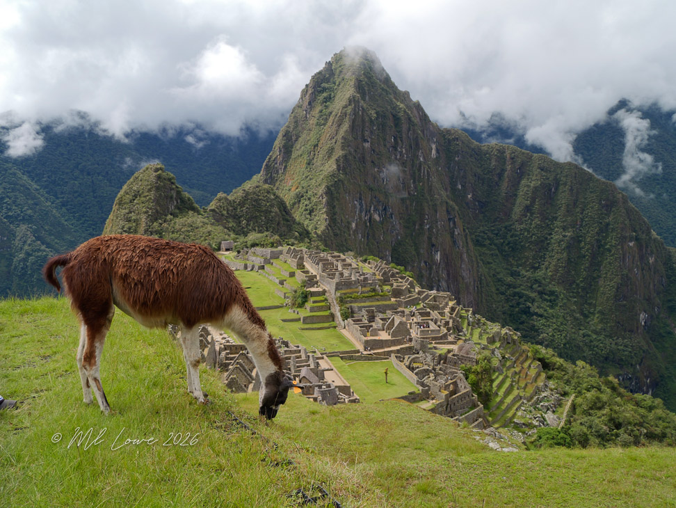A llama grazes on the grassy hillside overlooking the ancient Incan ruins of Machu Picchu, surrounded by lush green mountains and cloudy skies.