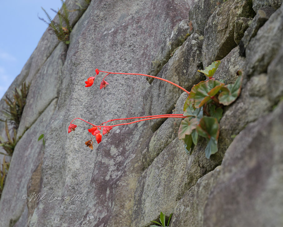 Close-up of red flowering plants emerging from a rocky wall.