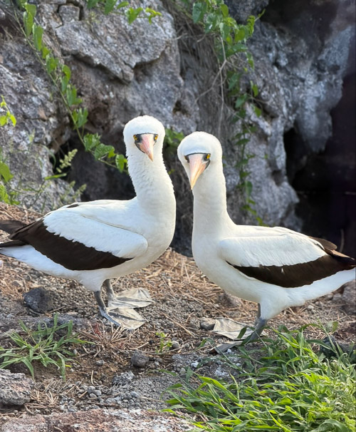 Nazca boobies