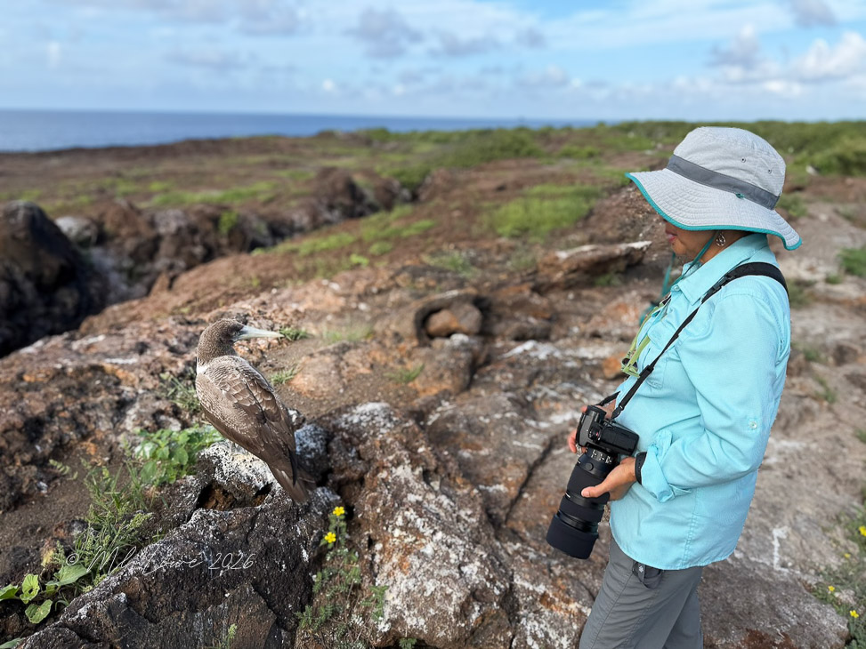 A person in a blue long-sleeve shirt and a gray sun hat stands on rocky terrain, observing a brown bird nearby. The background features a coastal view with a blue sky and green vegetation.