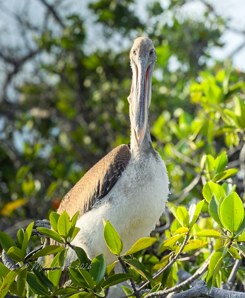 Brown Pelican
