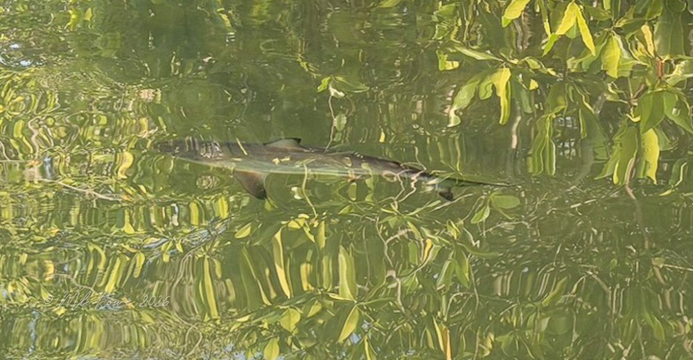 A fish swimming beneath the surface of a pond, surrounded by reflections of green leaves.