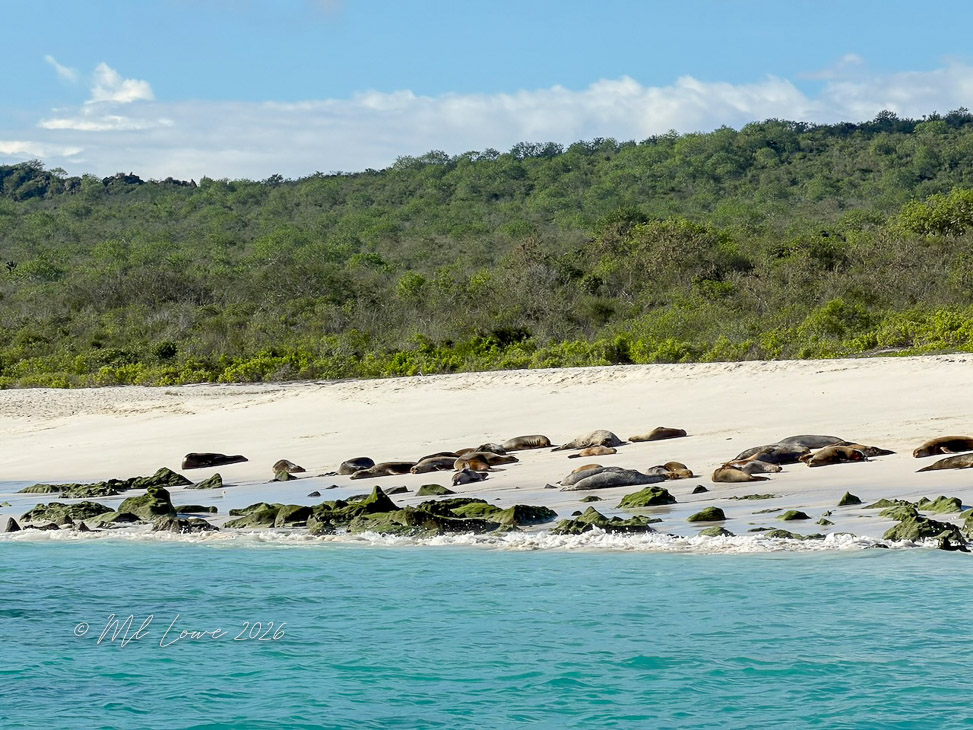 A sandy beach with sunbathing seals along the shore and lush greenery in the background under a blue sky.
