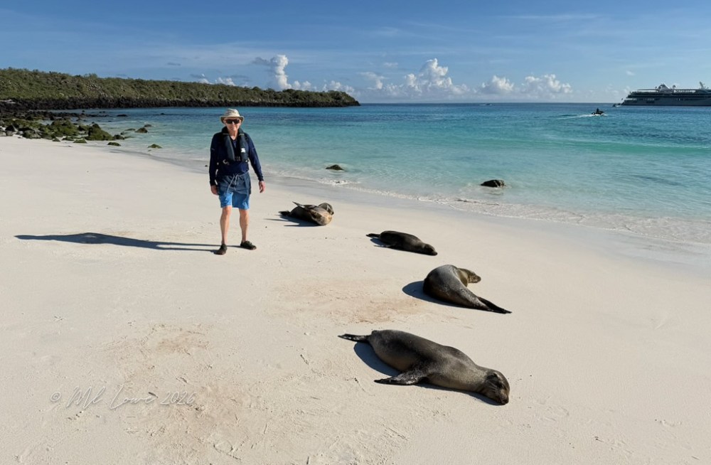 A person walking on a sandy beach near several resting sea lions, with a clear blue ocean and sky in the background.