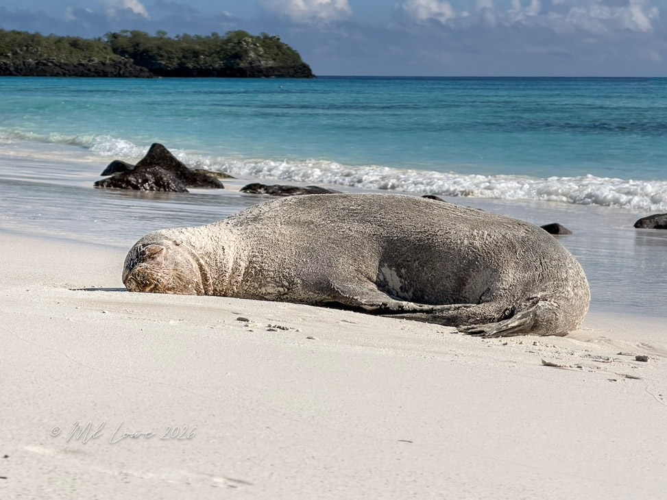 A seal resting on a sandy beach with gentle waves in the background, surrounded by rocky formations and a clear blue sky.