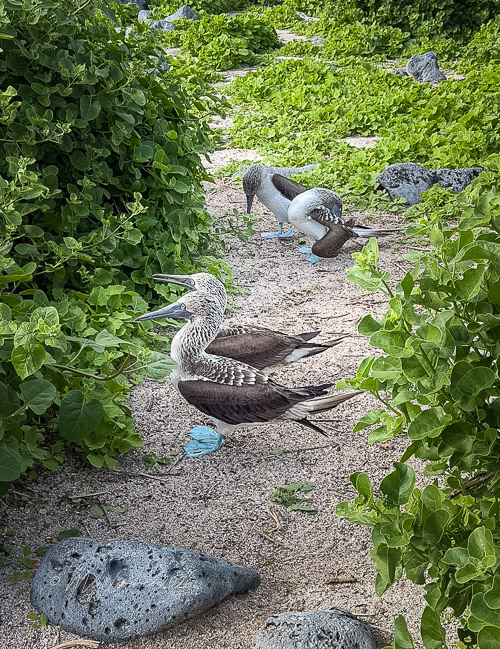 A sandy path surrounded by green vegetation with three blue-footed boobies standing among the foliage.