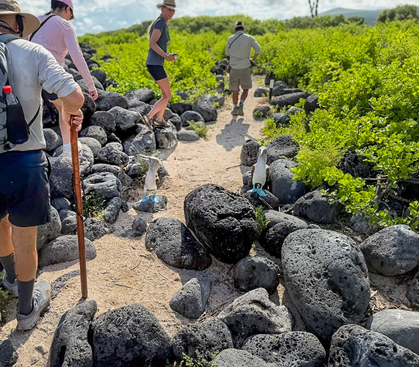 A group of people walking along a rocky path in a lush green landscape, with several penguins visible near the trail.