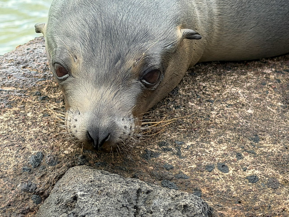Close-up of a sea lion resting on a rocky surface, showcasing its face and whiskers.