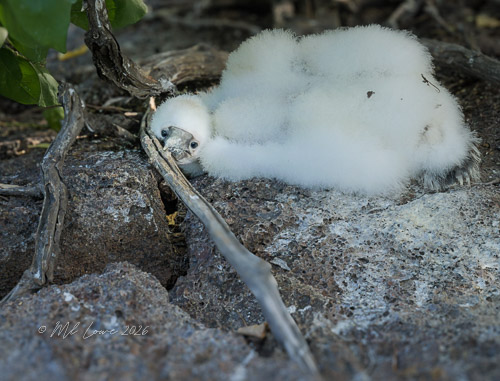 Fledgling Frigatebird
