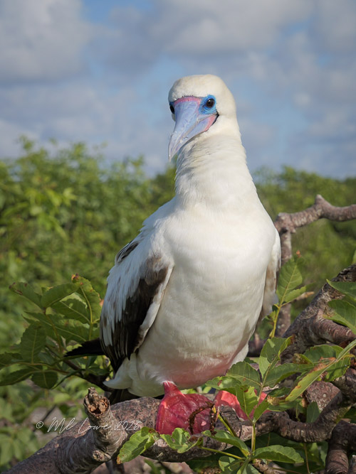 Red-footed booby