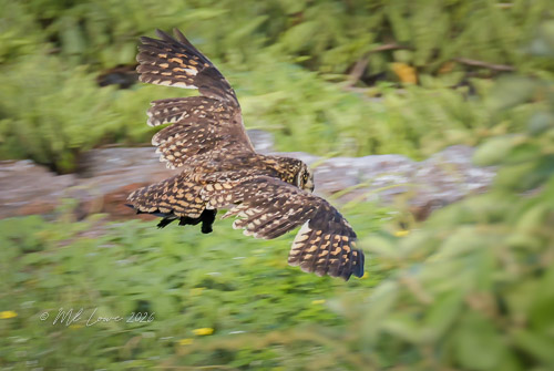 Short-eared Owl