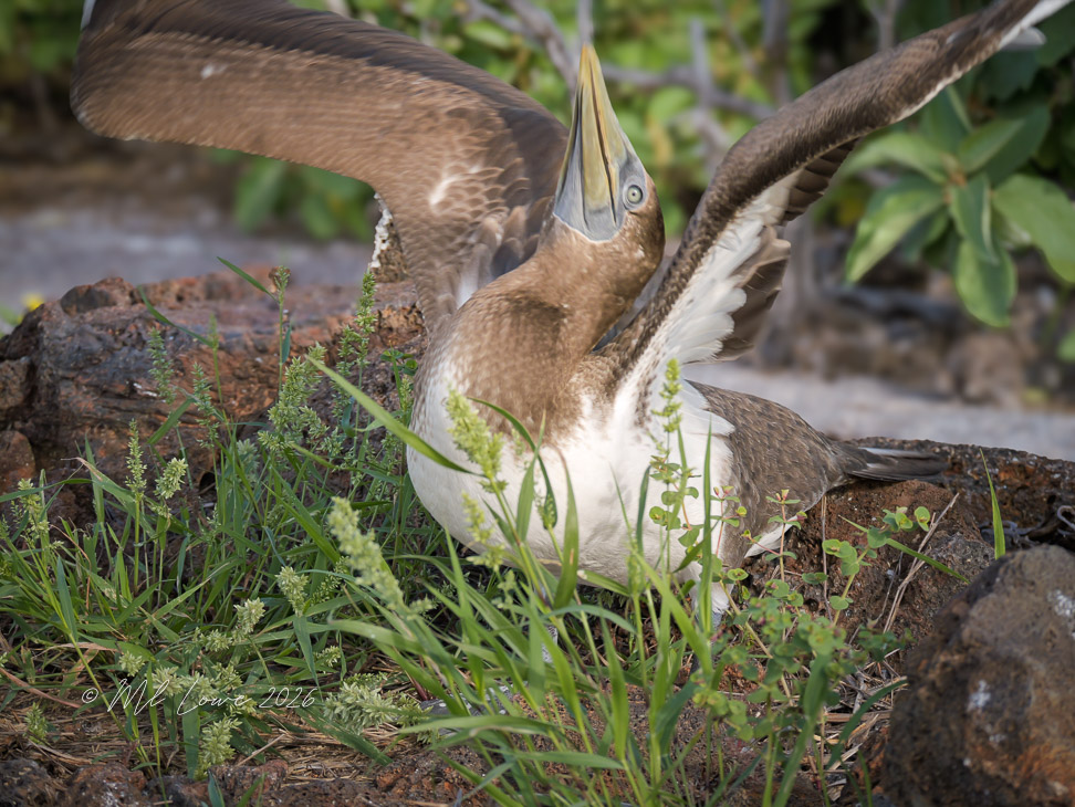 Nazca booby