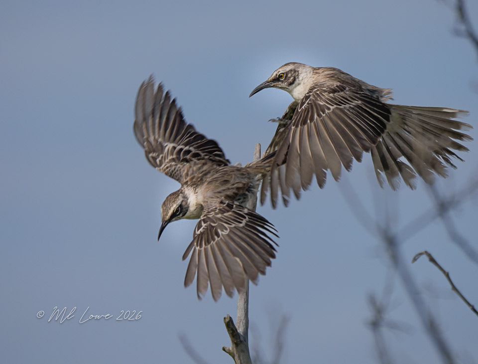 Galapagos Mockingbird