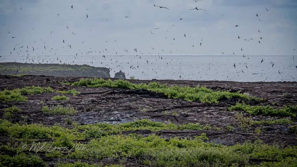 Bird Island, Genovesa