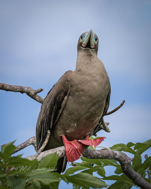 Red-footed booby