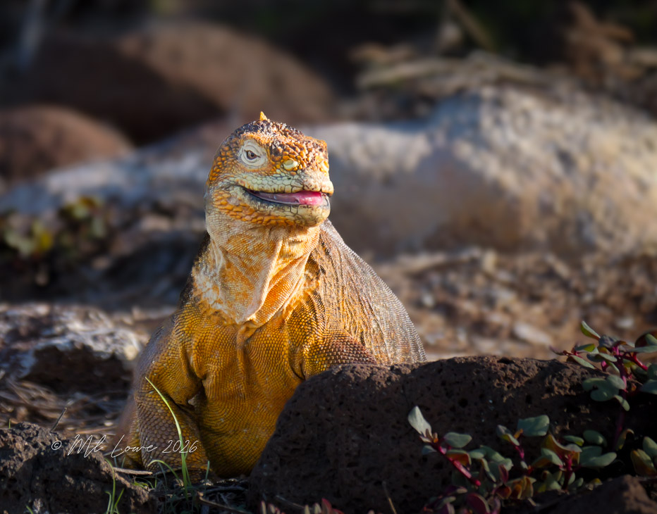Galapagos Land Iguana