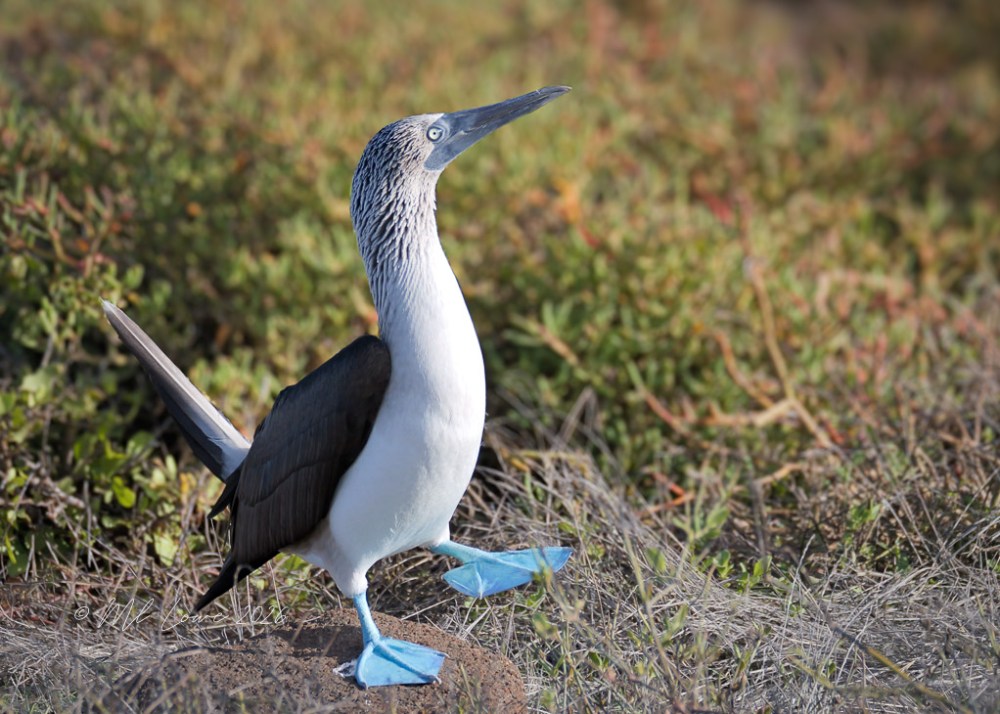 Blue-footed booby