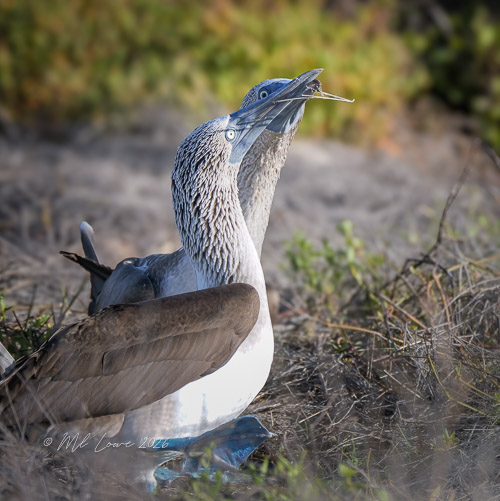 Blue-footed booby