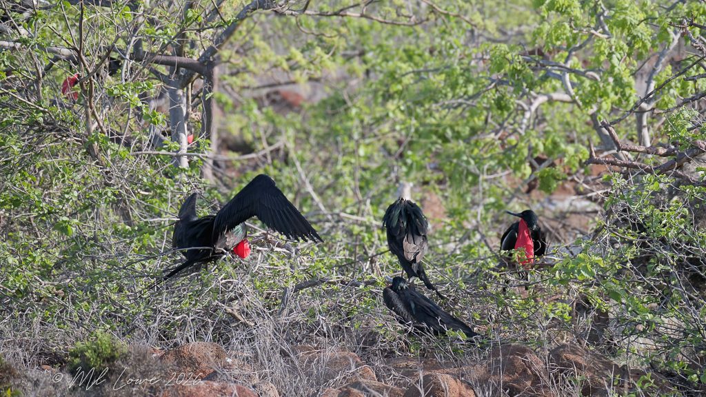 Great Frigatebird