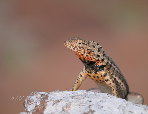 Male Lava Lizard