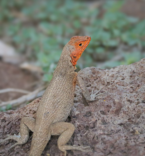 Female Lava Lizard