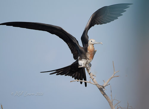 Female Magnificent Frigatebird