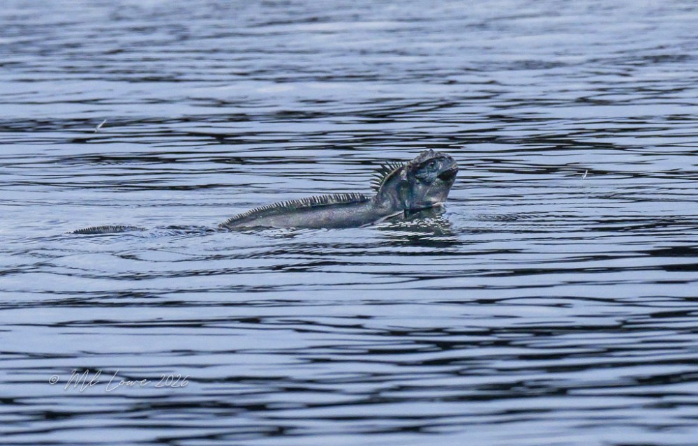 Marin Iguana