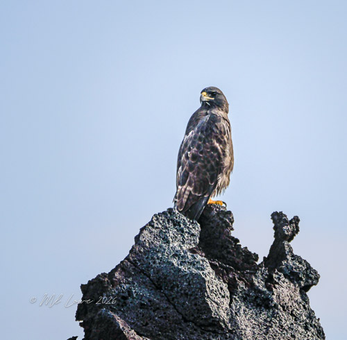 Galapagos Hawk