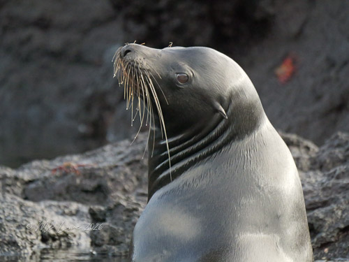 Sea Lion
