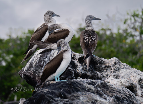 A "congress" of Blue-footed Boobies