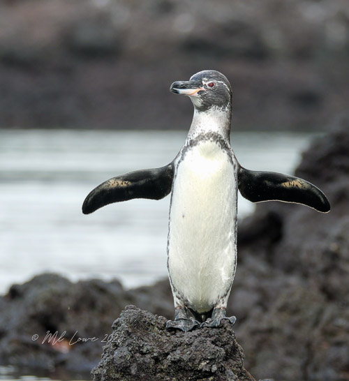 Galapagos Penguin