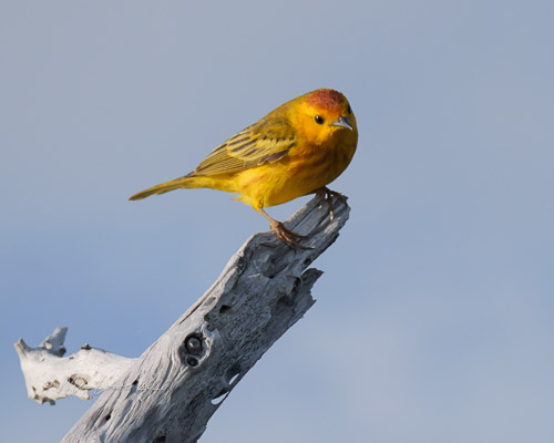 Yellow Warble