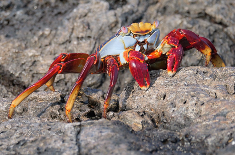 Sally Lightfoot crab