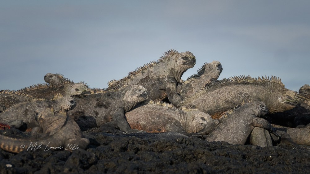 A group of marine iguanas basking on dark volcanic rocks under a cloudy sky.
