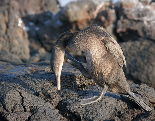 Flightless Cormorant