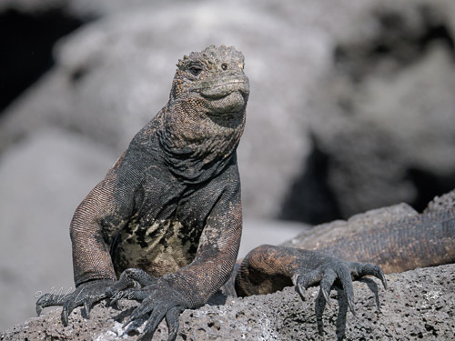 Marine Iguana