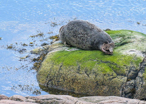 Ringed Seal