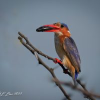 Malachite Kingfisher