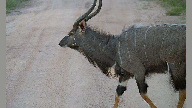Nyla,an antelope specie