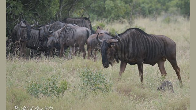 Herd of Wildebeast