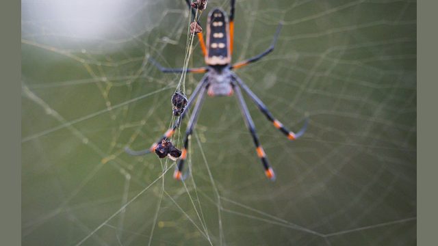 A really big spider