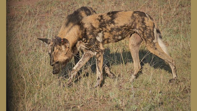 A pair of Wild Dogs