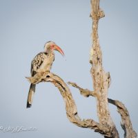 Southern Red-billed Hornbill