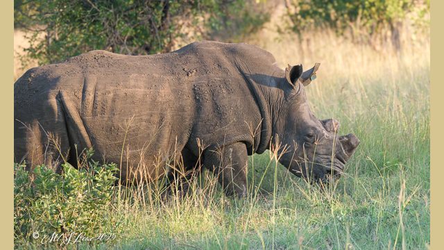 White Rhinoceros