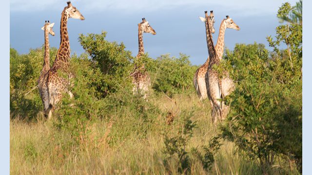 A tower of giraffes
